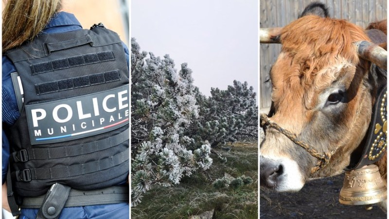 The police are recruiting young people, the snow is already here, the most beautiful cow... the essential news in the region