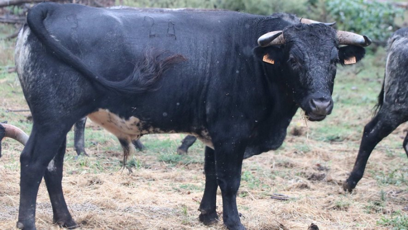 Découverte de la ganaderia provençale de Turquay, les Buendia français