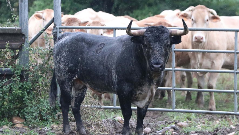 Découverte de la ganaderia provençale de Turquay, les Buendia français