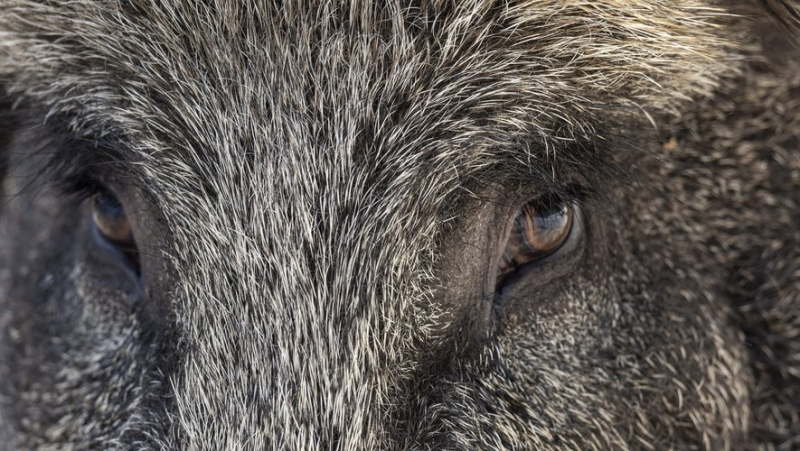 "He didn&#39;t dare go out for fear of being attacked": wild boars have been causing panic in a residence for several months