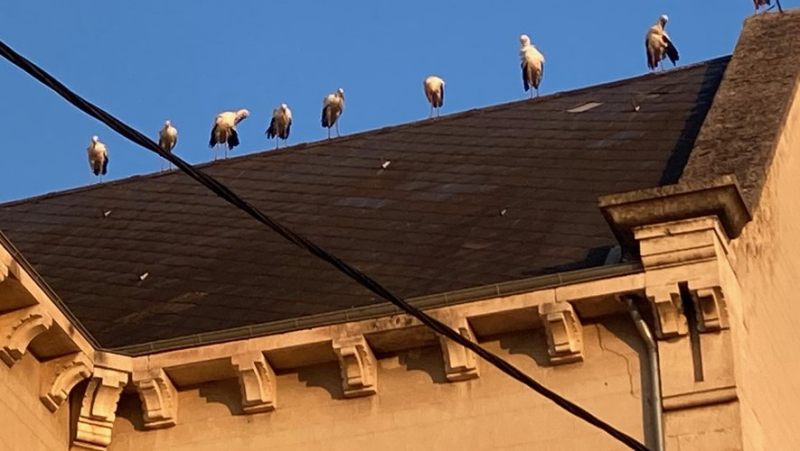 Unusual: the colony of storks settles on the roof of a church in Montpellier