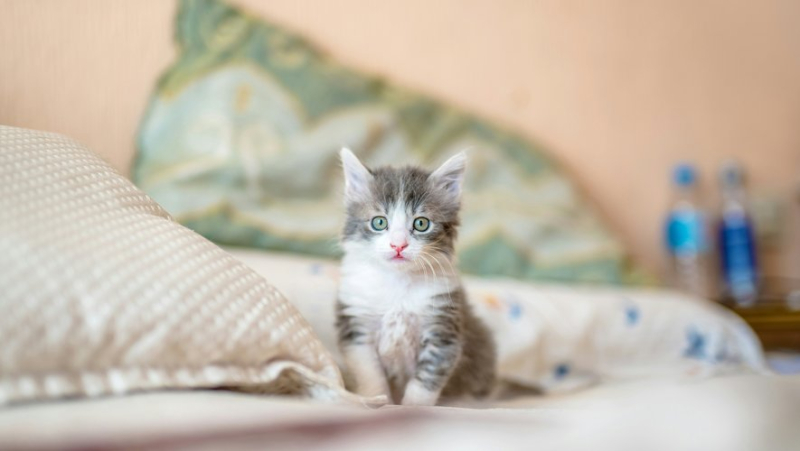 "We have to do something": a man saves a kitten stuck for four days in the partition of an apartment in Vénissieux