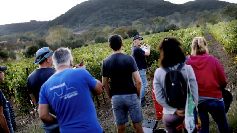 Saint-Félix-de-Pallières: at the Mazelet farmhouse, the vine sings