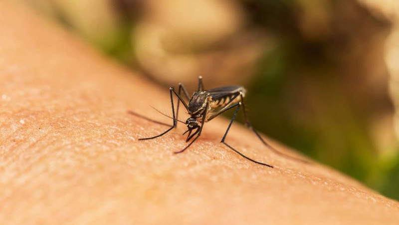 Dengue: identification, fight... infected tiger mosquitoes detected in France, what are the consequences ?