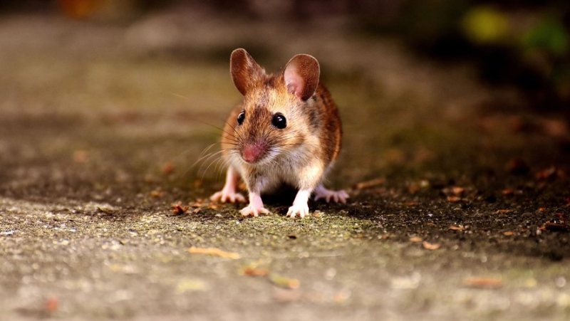 "She jumped out of the meal tray": Plane from Oslo to Malaga forced to land because of mouse