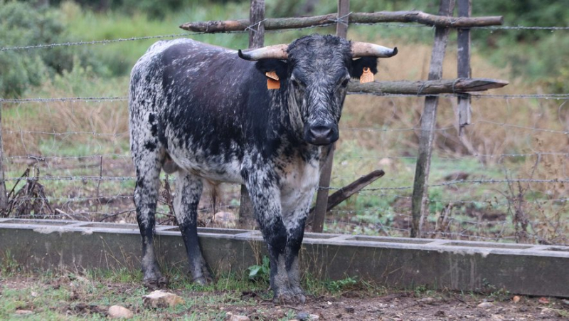 Discovery of the Provençal ganaderia of Turquay, the French Buendia