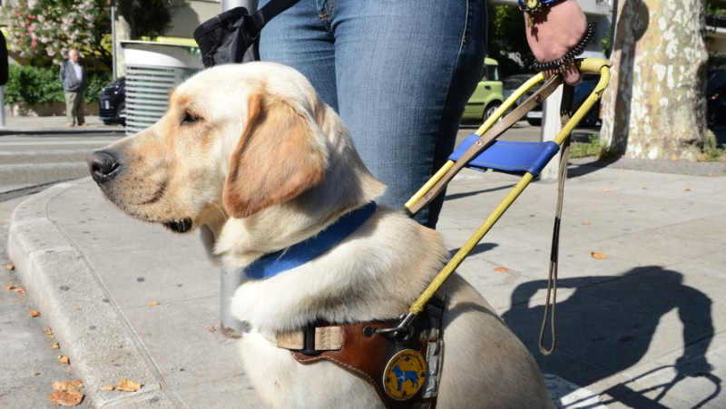 &#39;Regrettable incident&#39;: Bus driver refuses to open door for blind person with dog