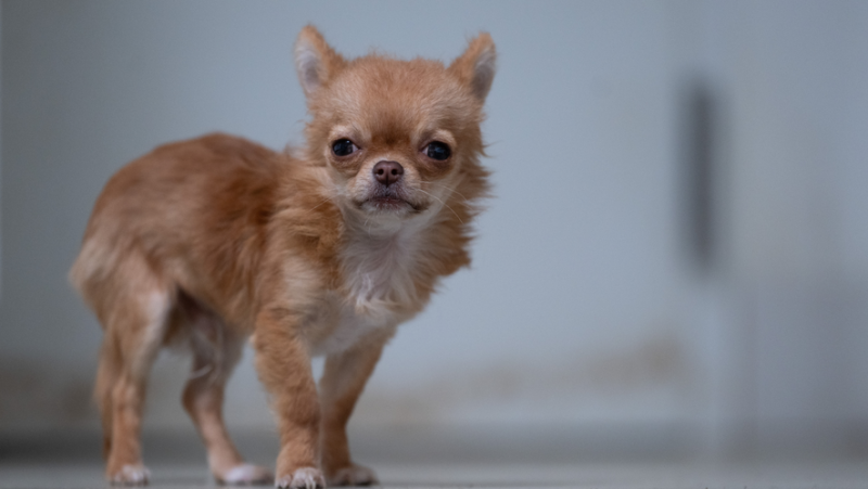 Miraculous reunion after seven years: The incredible journey of Marie&#39;s Chihuahua Chuck