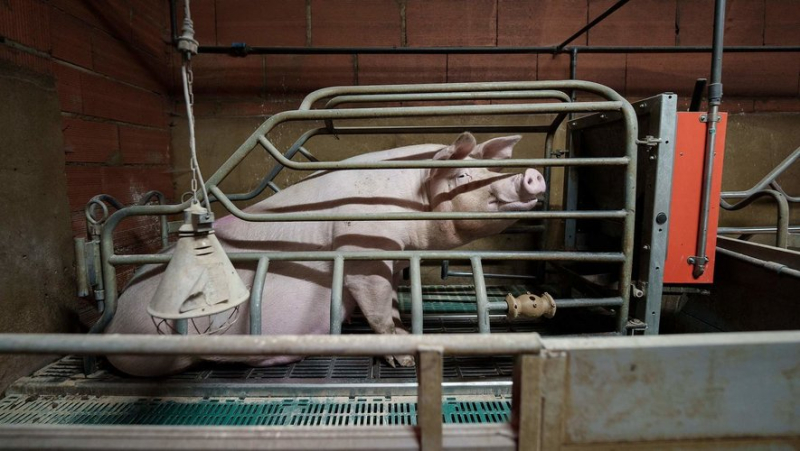 Sick pigs, piglets crushed by their mothers, dying animals... chilling images from a pig farm linked to E.Leclerc