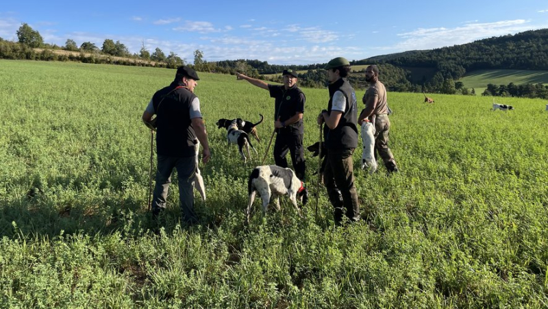 In the footsteps of a team specializing in hare hunting with sticks on the Sauveterre causse