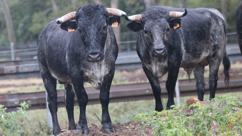 Discovery of the Provençal ganaderia of Turquay, the French Buendia