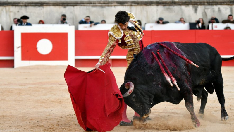 Feria des vendanges à Nîmes : deux oreilles pour la consécration de Lalo de Maria