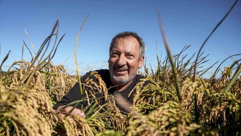 The harvest is in full swing in Saint-Gilles for the Camargue rice "Canavere" of the Benoit family