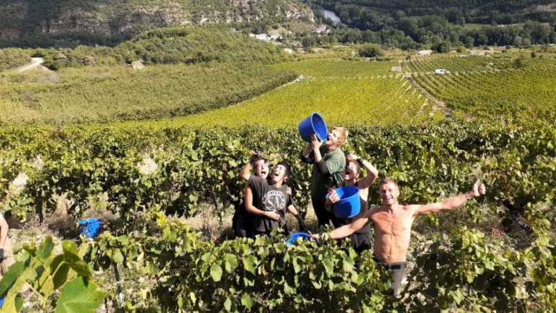 "We&#39;re doing pretty well": in the Côtes de Millau, the grape harvest is going well