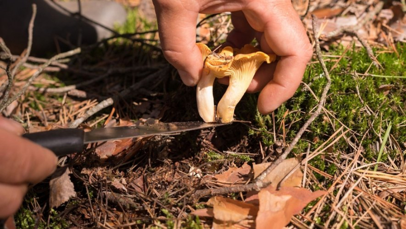 Beware of phone recognition apps: more than 400 mushroom poisonings since July