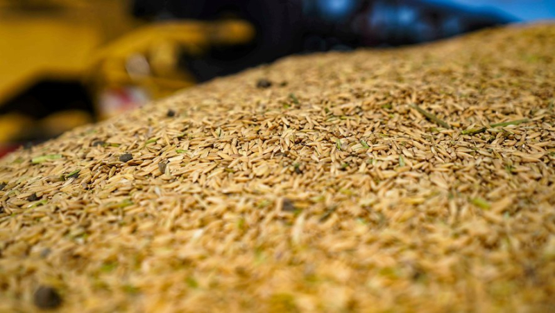 The harvest is in full swing in Saint-Gilles for the Camargue rice "Canavere" of the Benoit family