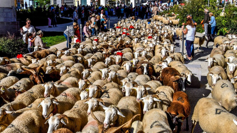 “It’s moving to see happy people…”: a colorful stroll takes the people of Alès back to the Middle Ages