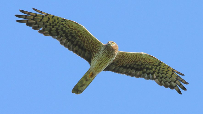 According to the League for the Protection of Birds, wind projects on La Boulaine threaten nesting harriers and red kites