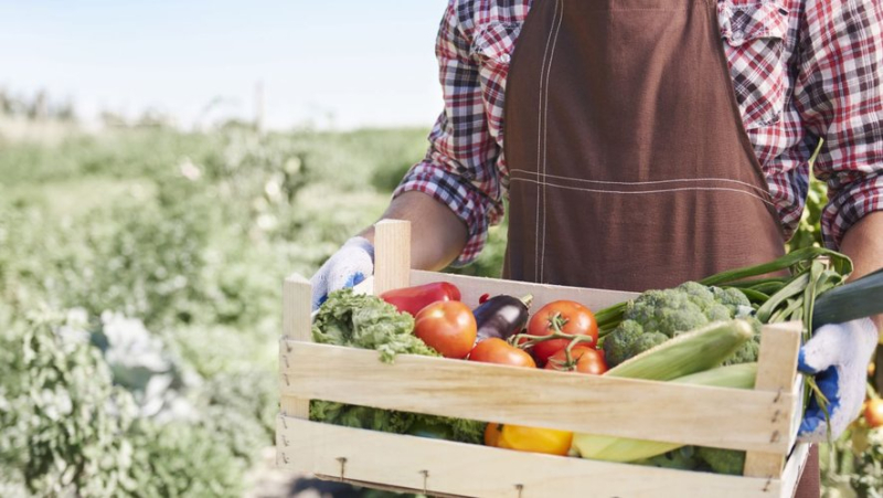 Bill goes from €74 to €740 for a crate of fruit and vegetables: how elderly people were scammed