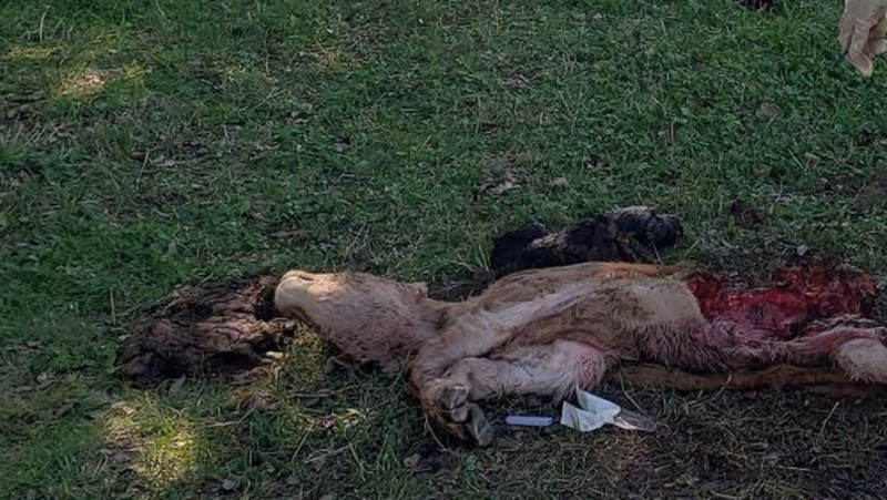 Calf found dead in the Cévennes early in the morning: wolf attack suspected