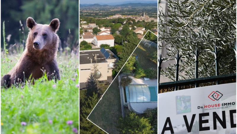 Face à un ours, maison contre médecin, prix de l'immobilier en baisse... l'essentiel de l'actu en région