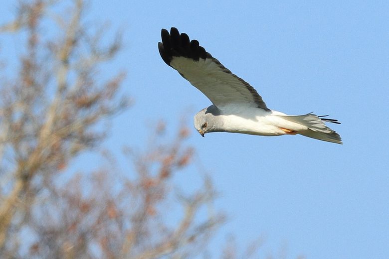 According to the League for the Protection of Birds, wind projects on La Boulaine threaten nesting harriers and red kites