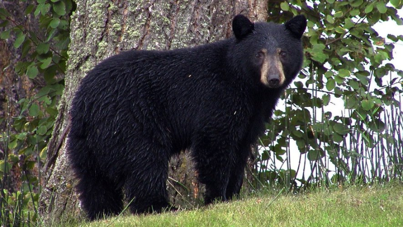 Black Bear Enjoys Plate of Pancakes on Dangerous, Busy Road: Fatally Hit by Car