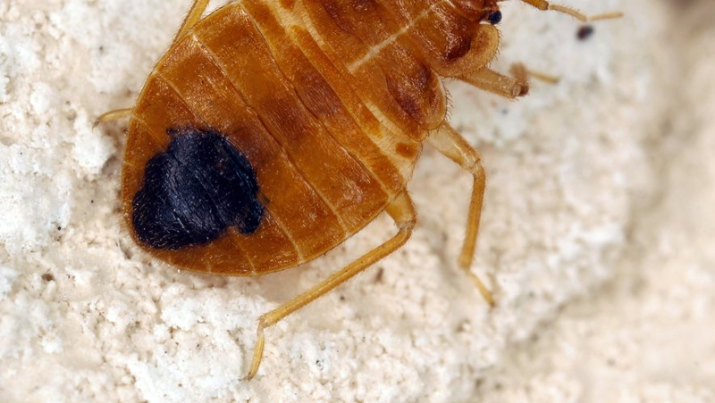 Bedbugs: Beware of this insecticide banned in France since 2013 but still on sale