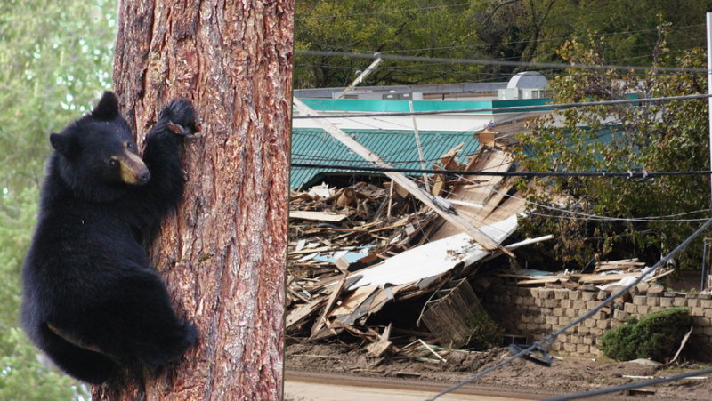 Hurricane Helene: A disturbing scene of bears behaving strangely the day before the disaster… do animals have a sixth sense ?