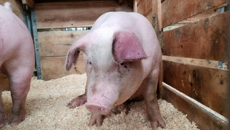 Truck carrying 190 pigs overturns on A28 motorway: 90 pigs killed and around 20 euthanized