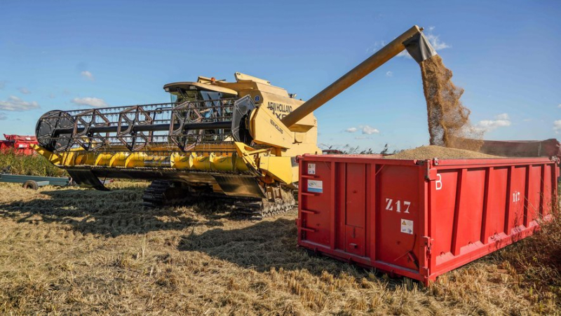 The harvest is in full swing in Saint-Gilles for the Camargue rice "Canavere" of the Benoit family