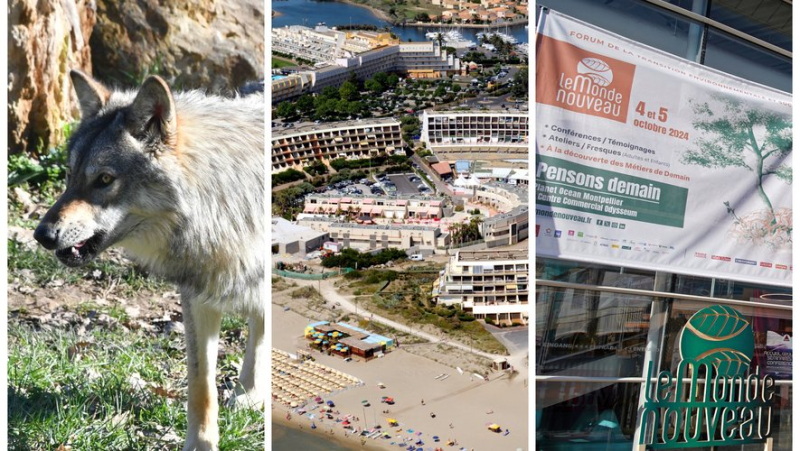 A wolf attack, violence among naturists, the crowd at the Monde Nouveau... the main news in the region