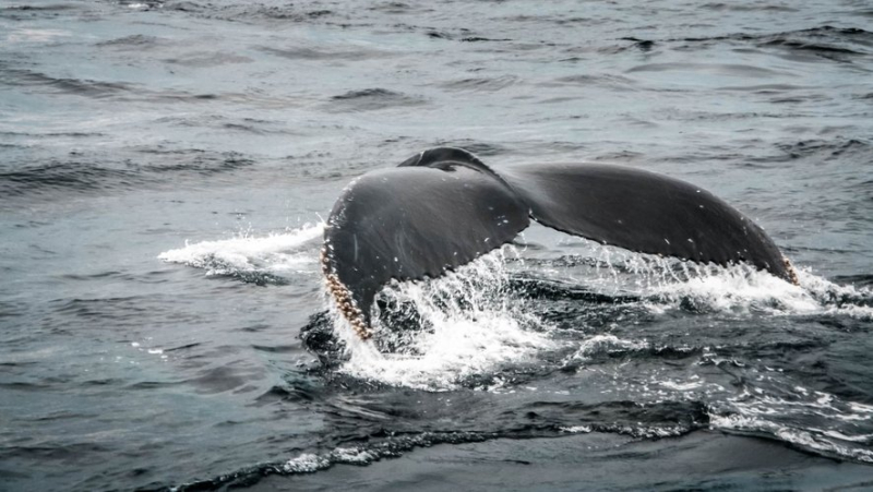 “She looks like she’s in good shape”: what is this humpback whale that’s swimming around in the Seine and “swimming pretty fast” ?