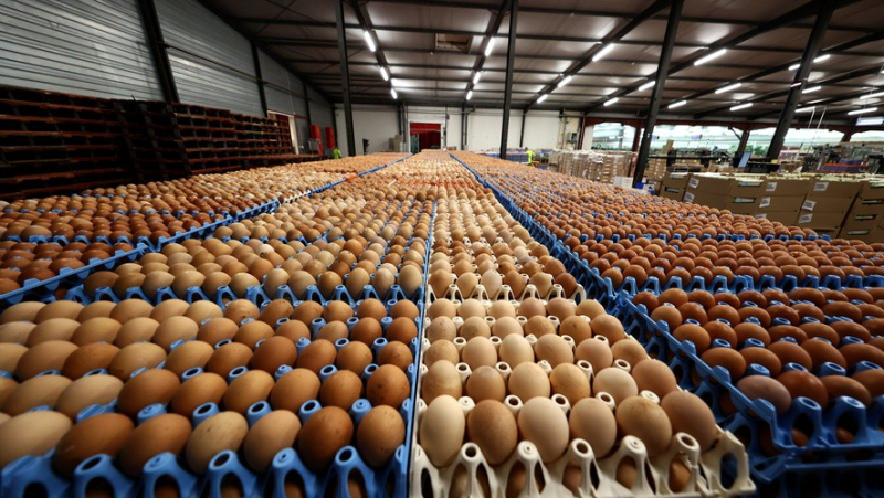 Egg consumption on the rise, how long will farmers be able to meet demand ?