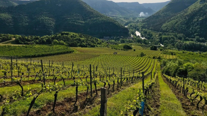 Your summer in Aveyron: "The potential is enormous here", Millau, a wine that has the "Côte"