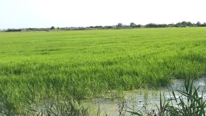 A special paella round rice PGI Camargue launched by the Canavere rice growers of Saint-Gilles and a world champion