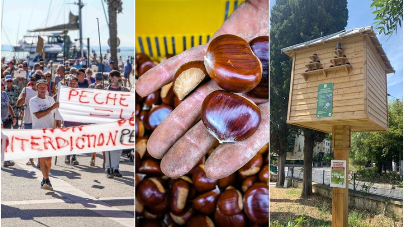 Angry fishermen, the revival of chestnuts, sterilized pigeons... the main news in the region