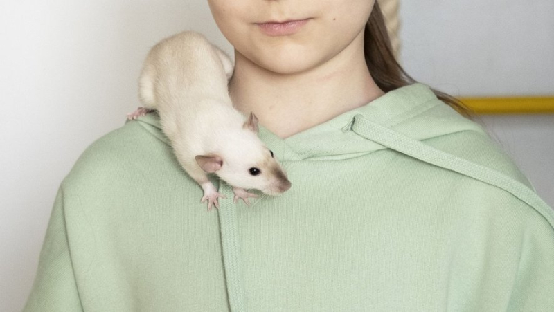 Hamsters, turtles, chickens... why you should watch out for these pets if you have very young children