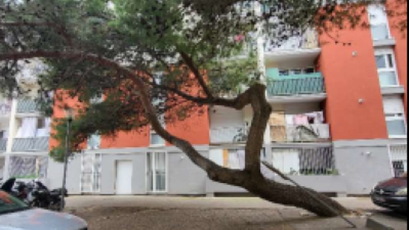 Une vingtaine d’arbres à Sète classés dangereux pour les piétons et le trafic vont être coupés et remplacés